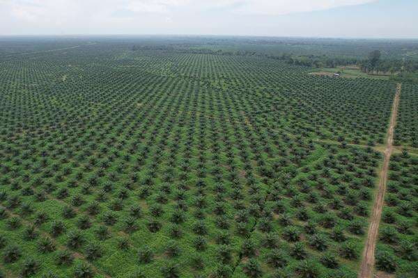 Laba Bersih PTPN Group Meroket di Kuartal I-2025 Laba Bersih PTPN Group Meroket di Kuartal I-2025