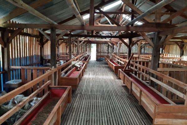 Pemberdayaan Masyarakat melalui Program Peternakan Domba di Cijeruk Bogor Digiatkan Pemberdayaan Masyarakat melalui Program Peternakan Domba di Cijeruk Bogor Digiatkan