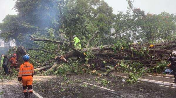 Pohon Besar Tumbang di Bogor Timpa 3 Kendaraan, 2 Orang Terluka Pohon Besar Tumbang di Bogor Timpa 3 Kendaraan, 2 Orang Terluka