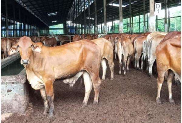 RI Bakal Impor Sapi Brasil RI Bakal Impor Sapi Brasil