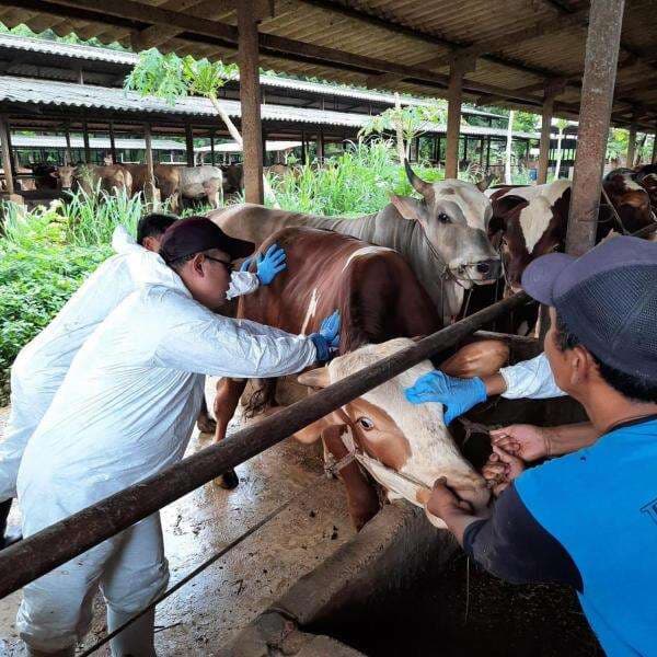 Tak Mau Lebaran Diganggu PMK, Mentan Siapkan Rp100 Miliar untuk Alokasi 4 Juta Dosis Vaksin Tak Mau Lebaran Diganggu PMK, Mentan Siapkan Rp100 Miliar untuk Alokasi 4 Juta Dosis Vaksin