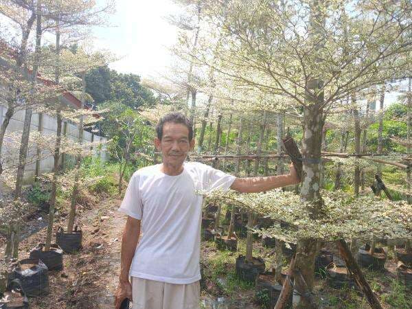 Tanaman Hias yang Mengubah Hidup Sueb di Tajurhalang Bogor Tanaman Hias yang Mengubah Hidup Sueb di Tajurhalang Bogor