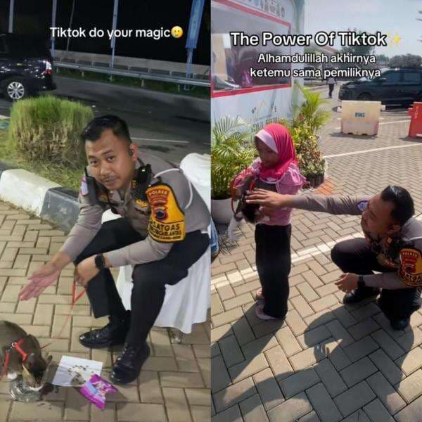 Viral Kucing Pemudik Hilang di Rest Area Tol Pemalang, Endingnya Bikin Haru Viral Kucing Pemudik Hilang di Rest Area Tol Pemalang, Endingnya Bikin Haru
